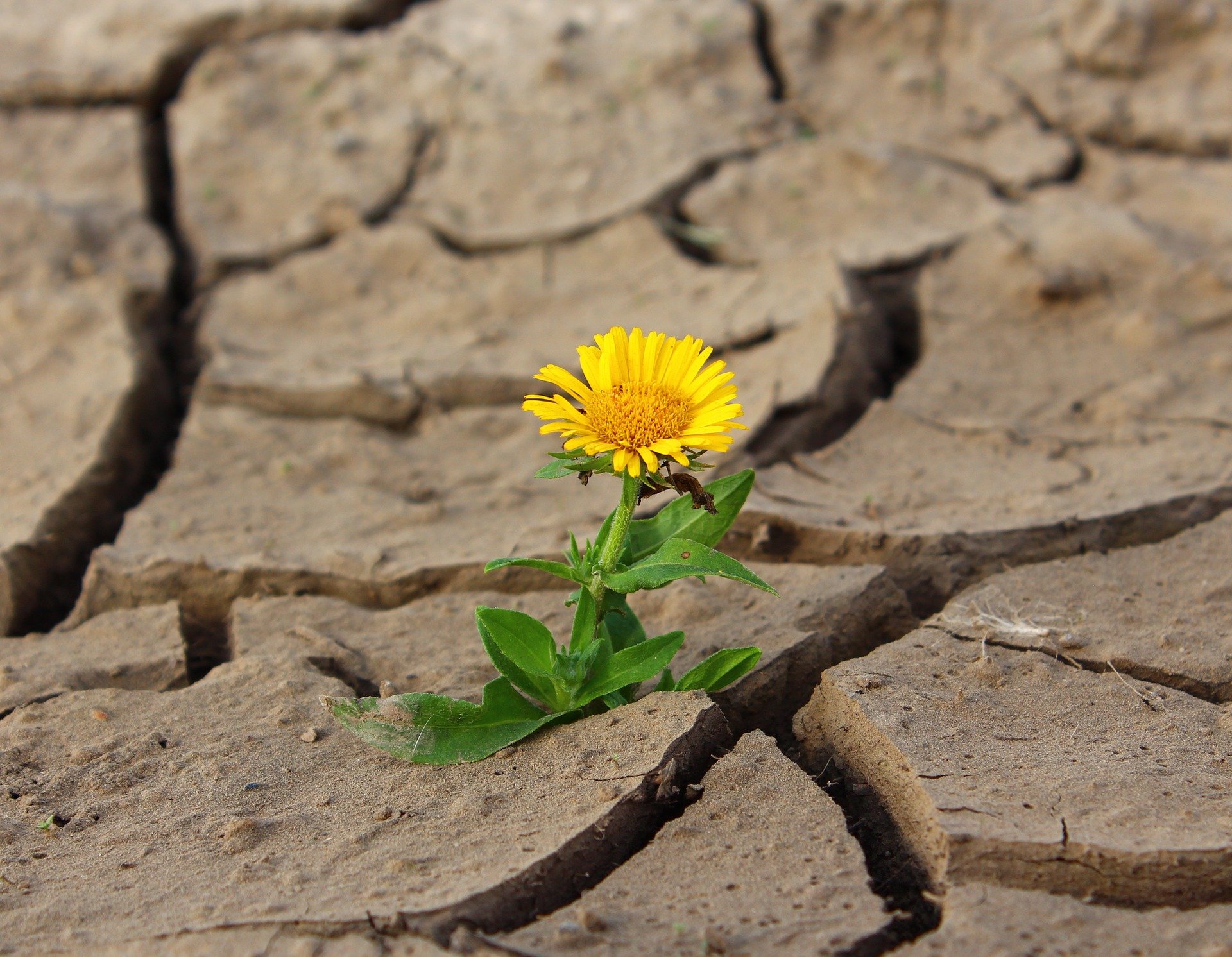 Educación medioambiental: La semilla que plantamos hace 50 años, ¿empieza a florecer?